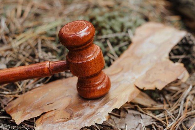 Richterhammer an einem Baum im Rindenkonzept des Forstrechts und Naturschutzes