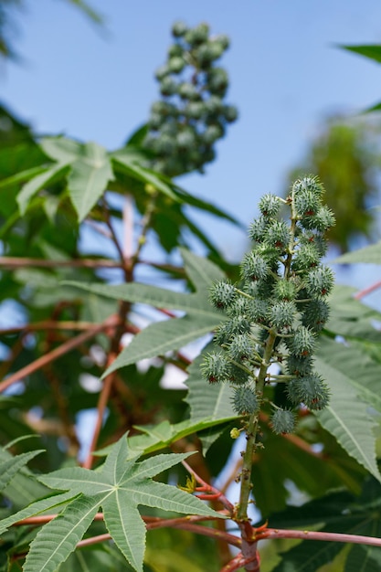 Ricinus communis a mamona ou mamona é uma espécie de planta perene da família spurge euphorbiaceae a plantas venenosas