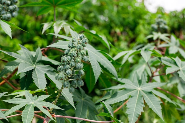 Ricinus communis, die Rizinusbohne oder Rizinusölpflanze, ist eine mehrjährige Blütenpflanze aus der Familie der Wolfsmilchgewächse (Euphorbiaceae).