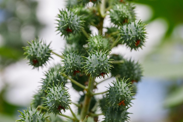 Ricinus communis, die Rizinusbohne oder Rizinusölpflanze, ist eine mehrjährige Blütenpflanze aus der Familie der Wolfsmilchgewächse (Euphorbiaceae).