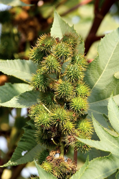 Ricinus communis nueces colgando del árbol