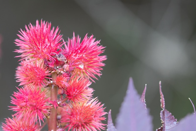 Ricinus communis primavera