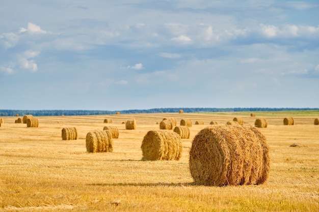 Ricks en el campo