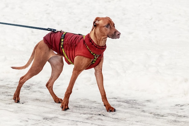 Ridgeback-Hund in warmer Kleidung an der Leine im Park im Winter