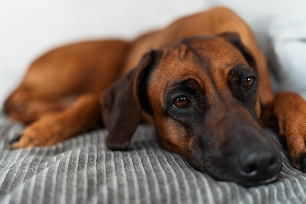 Foto un ridgeback de rhodesia yace en la cama. retrato de primer plano de un perro acostado en la cama y mirando con grandes ojos redondos