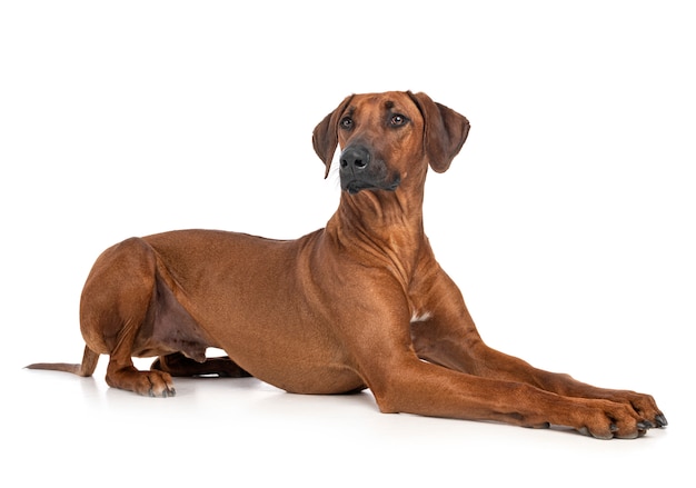 Ridgeback de Rodesia aislado