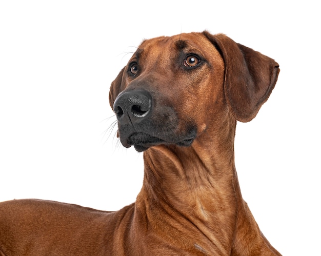 Ridgeback de Rodesia aislado