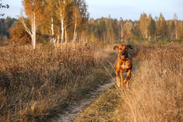 Ridgeback de Rodesia atraviesa un campo de otoño al atardecer