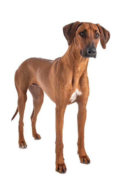 Ridgeback de Rodesia en blanco