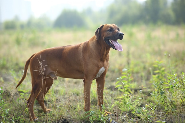 Ridgeback de Rodesia sentado en el campo