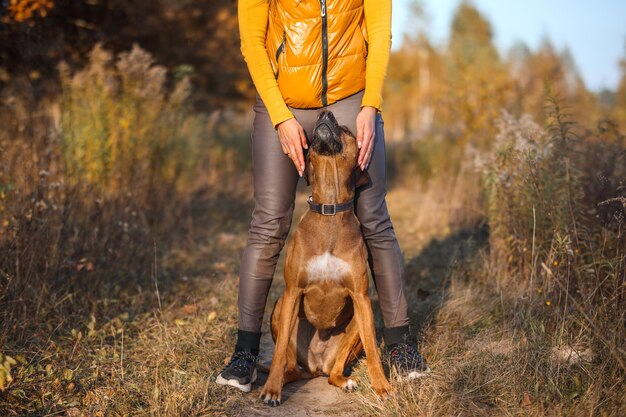 Ridgeback rodesiano sentado nas pernas de uma treinadora no campo de outono