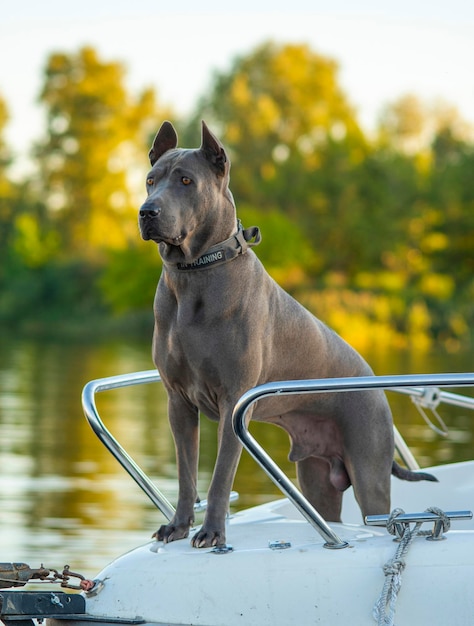 Ridgeback tailandés en un yate en la naturaleza.