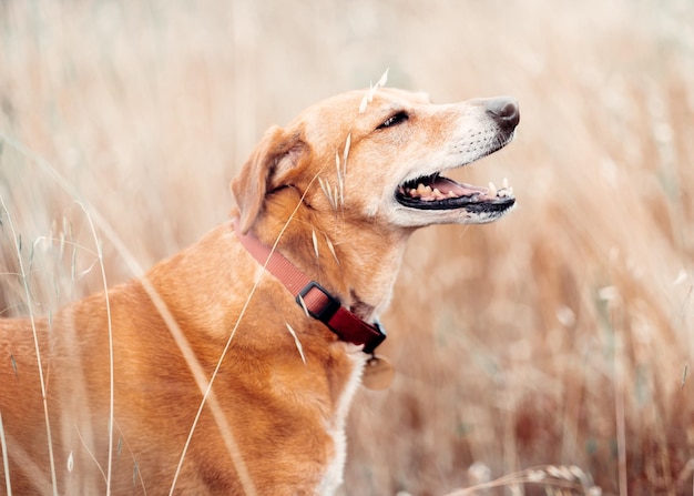 Ridgeback verano fondo marrón animal doméstico