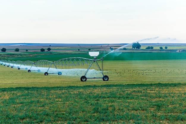 Riego de agua de maíz en el campo.