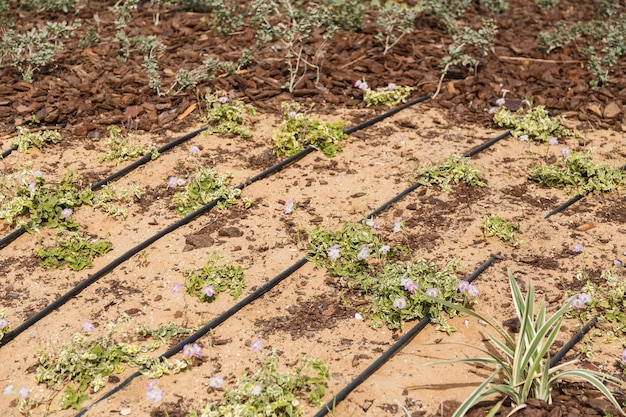 Riego de arena y plantas en el desierto.