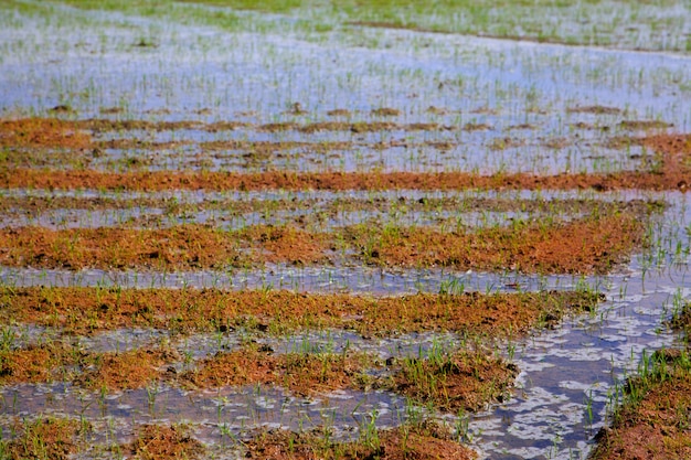 Riego de arrozales con brotes en fila.