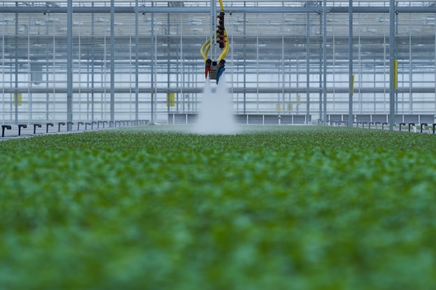 Foto riego de los brotes de vegetación que crece en el invernadero.