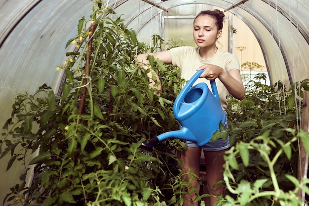 El riego de la cosecha de tomate en el invernadero con el riego puede joven en pantalones cortos de vaqueros se ocupa de