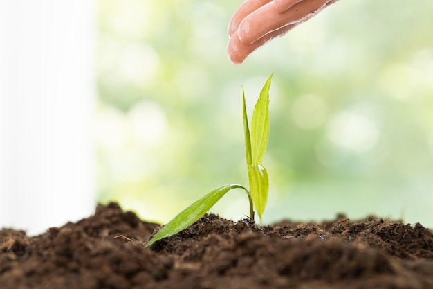 riego manual de un árbol pequeño con sol concepto ecológico del día de la tierra