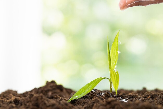 riego manual de un árbol pequeño con sol concepto ecológico del día de la tierra