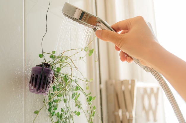 Riego manual de planta pequeña con ducha en el baño.