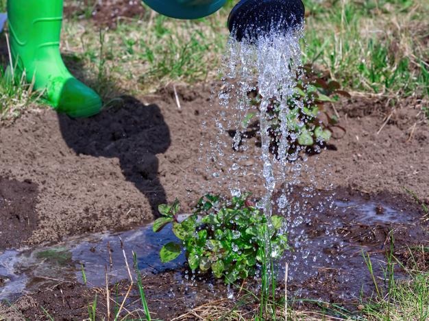 Riego de menta con regadera en trasplante de jardín y riego de plántulas