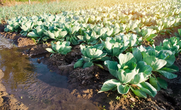 Riego natural de cultivos agrícolas, riego. Las plantaciones de repollo crecen en el campo.