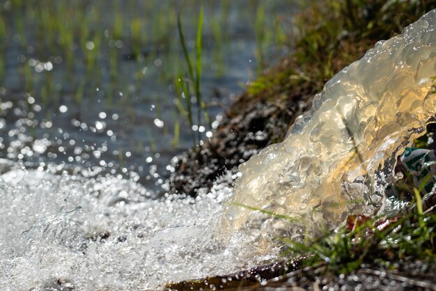 Foto riego de la naturaleza del campo de arroz en el arrozal