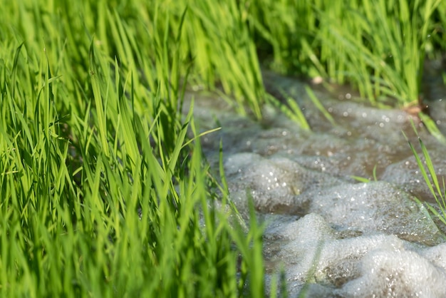 Riego de la naturaleza del campo de arroz en el arrozal