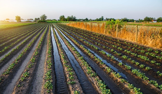 Foto riego de la plantación de patatas flujo de agua entre las filas de plantas de patatas riego superficial de los cultivos agricultura europea agronomía humidificación agricultura y agroindustria campo nocturno