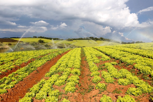 Riego en plantaciones de lechuga