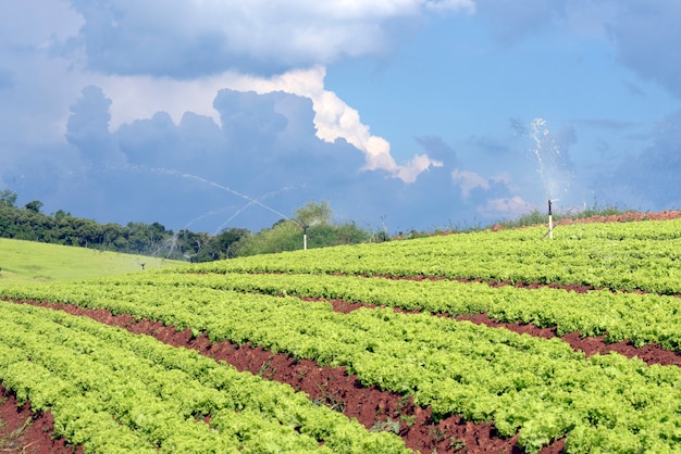 Riego en plantaciones de lechuga