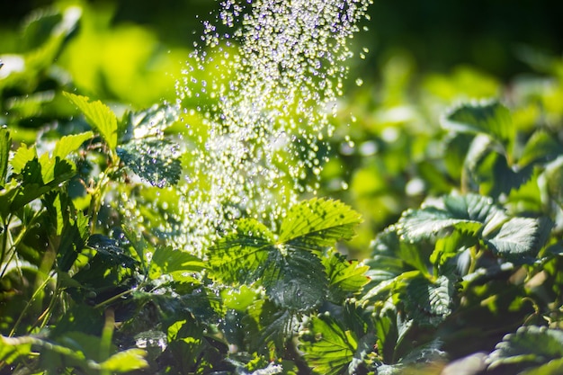 Riego de plantas de fresa en una plantación en el calor del verano Gotas de agua irrigan cultivos Concepto de jardinería Plantas agrícolas que crecen en hilera