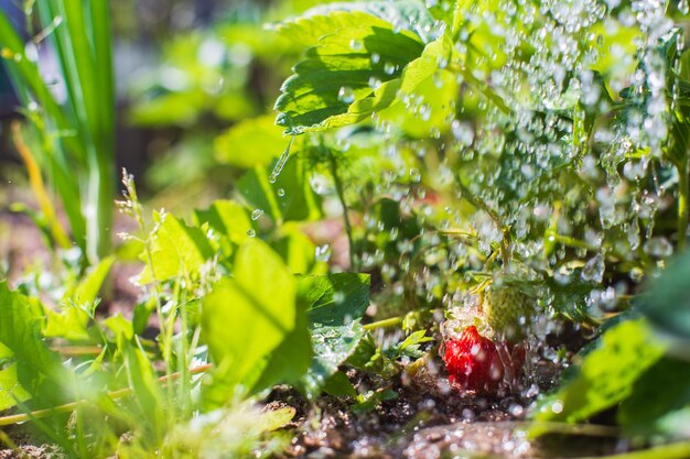 Riego de plantas de fresa en una plantación en el calor del verano Gotas de agua irrigan cultivos Concepto de jardinería Plantas agrícolas que crecen en hilera