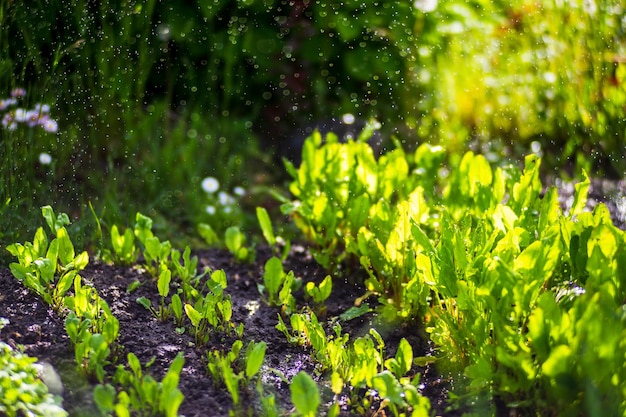 Riego de plantas vegetales en una plantación en el calor del verano Las gotas de agua riegan los cultivos Concepto de jardinería Plantas agrícolas que crecen en la fila de la cama