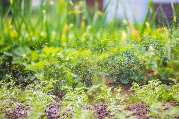 Riego de plantas vegetales en una plantación en el calor del verano Las gotas de agua riegan los cultivos Concepto de jardinería Plantas agrícolas que crecen en la fila de la cama