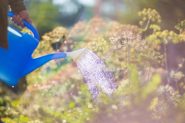 Riego de plantas vegetales en una plantación en el calor del verano Las gotas de agua riegan los cultivos Concepto de jardinería Plantas agrícolas que crecen en la fila de la cama