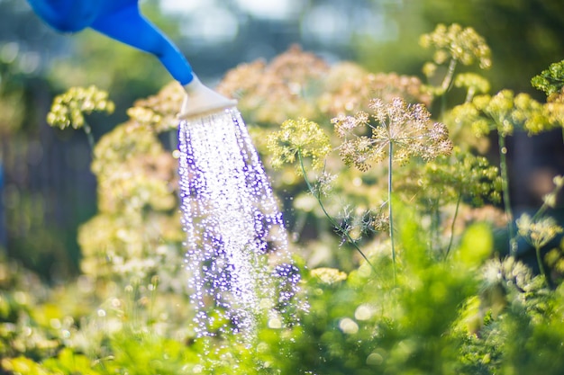 Riego de plantas vegetales en una plantación en el calor del verano Las gotas de agua riegan los cultivos Concepto de jardinería Plantas agrícolas que crecen en la fila de la cama