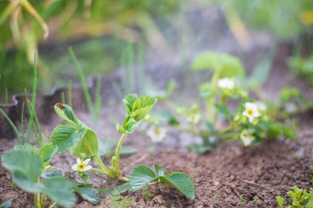 Riego de plantas vegetales en una plantación en el calor del verano Las gotas de agua riegan los cultivos Concepto de jardinería Plantas agrícolas que crecen en la fila de la cama