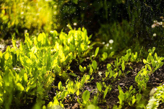 Riego de plantas vegetales en una plantación en el calor del verano Las gotas de agua riegan los cultivos Concepto de jardinería Plantas agrícolas que crecen en la fila de la cama