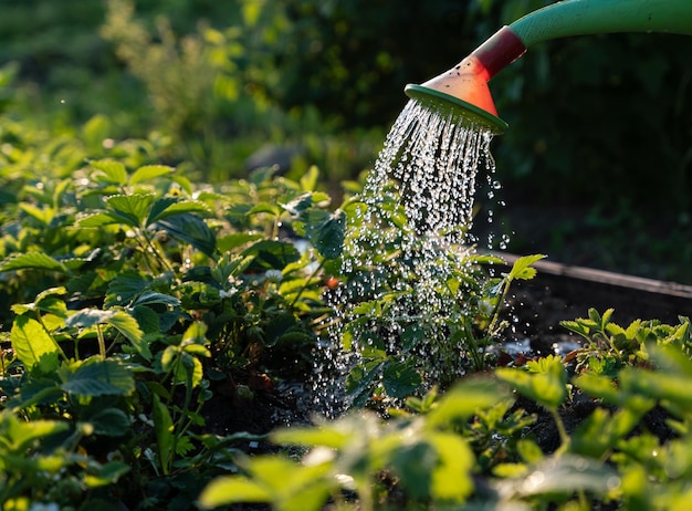 Riego de plántulas de fresa en el jardín del campo