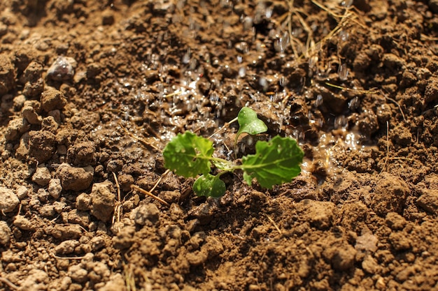 Riego de plántulas jóvenes, recién plantadas en el suelo.