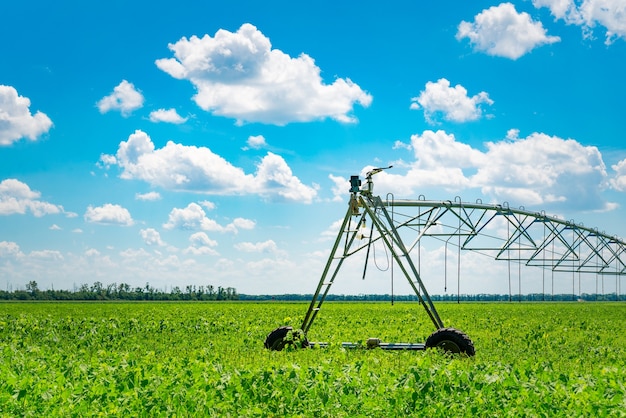 Riego de tierras agrícolas para asegurar la calidad del cultivo. Día soleado, luz del sol.