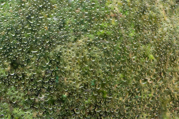 Riegue las gotas sobre el vidrio contra el cielo y los árboles.