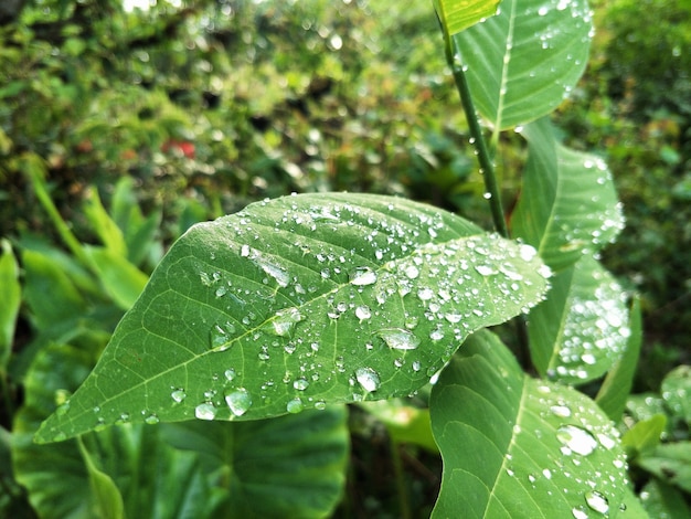 Riegue en la hoja verde después de la gota de agua.