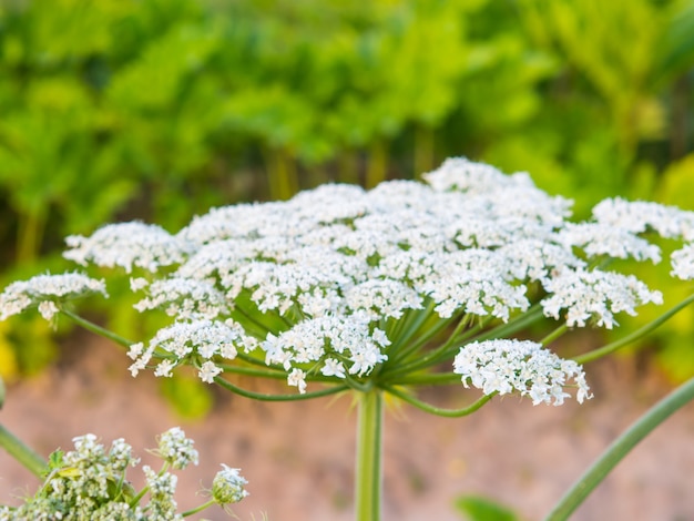 Riesenbärenklau, Bärenklau Blume Nahaufnahme wächst im Feld, Heracleum manteggazzianum