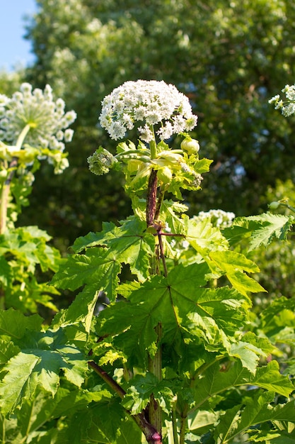 Riesenbärenklau ein Riesenbärenklau gegen blauen Himmel Heracleum manteggazzianum