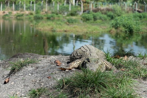 Riesenkrokodil, das im Gras am Flussufer liegt