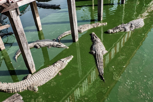 Riesenkrokodil im grünen Wasser sehr unheimlich und gefährlich