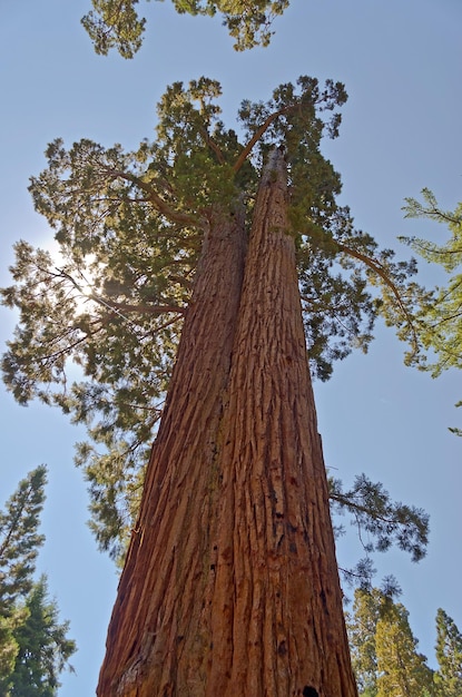 Riesenmammutbäume im Yosemite-Nationalpark USA